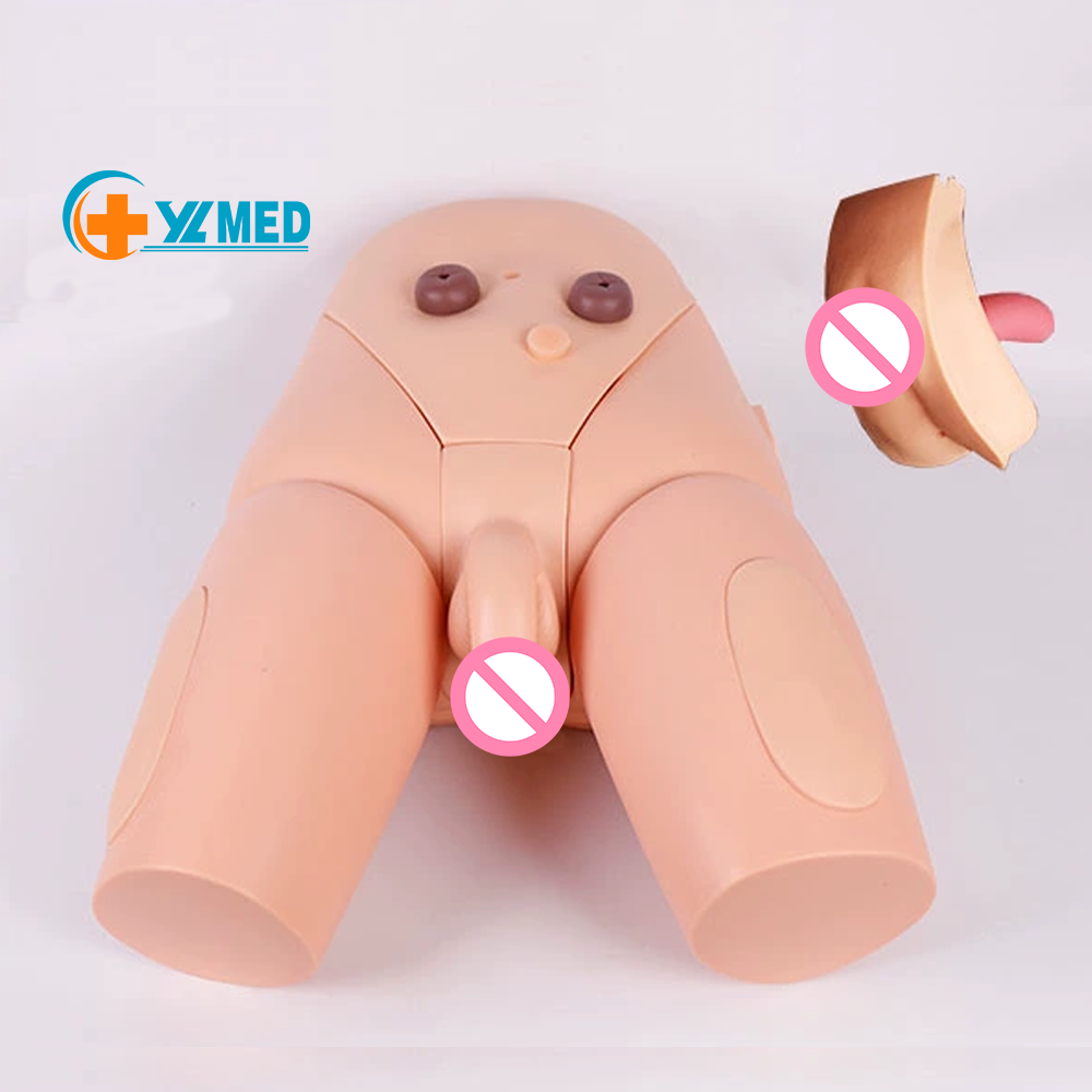 China Advanced High Quality Human Nursing Training Male Urinary Genitalia  And Urethral Catheterization enama medical Model Manufacturer and Factory |  Yulin Edu