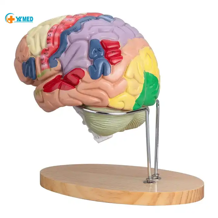 China Brain Anatomical Model Manufacturer and Pricelist, Factory ...