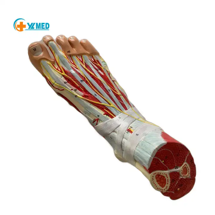 China Detachable 9 Parts Foot Joint Muscle Anatomy Model with Ligament ...