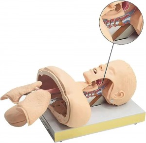 Advanced tracheal intubation training model Electronic adult tracheal intubation simulates CPR