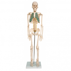 Скелет человека с нейронной моделью 85см