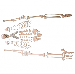 Uddannelsesmodel, menneskeligt skelet 219 stykker spredt knoglemodel på 170 cm mandligt skeletmodel for videnskab, menneskelige kropsknogler (170 cm)