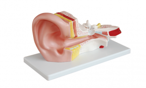 Modello anatomico dell'orecchio medio