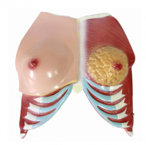 Bryst anatomisk model (1 del)