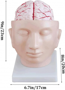 Model lidské hlavy s cerebrální tepnou v lékařské výuce