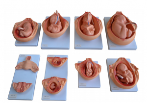 Medisinsk vitenskap føtal graviditetsutviklingsprosessmodell føtal graviditetsutviklingsmodell