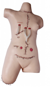 Surgical suture dressing model