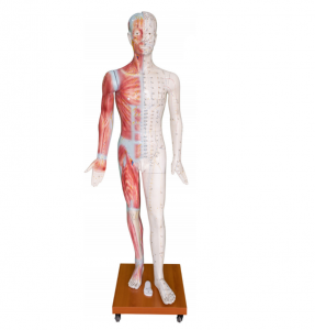 Human acupuncture model 178CM