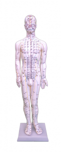 Human acupuncture model 60CM male