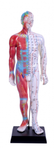55CM male acupuncture model (with muscle anatomy)