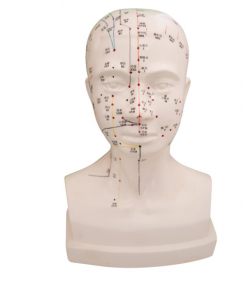 Head four-function acupuncture model 20CM