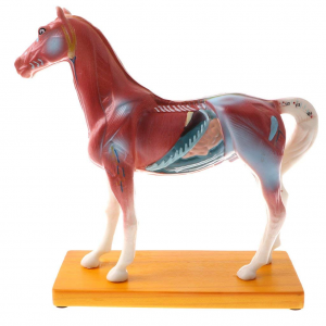Animal Horse Acupuncture Anatomical Model for Laboratory School Teaching Display