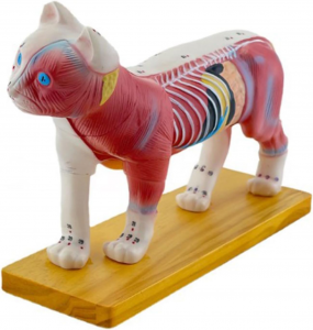 Cat Anatomy Model for Acupuncture and Moxibustion, Animal Anatomy Model Cat Anatomy Model Organs Teaching Prop