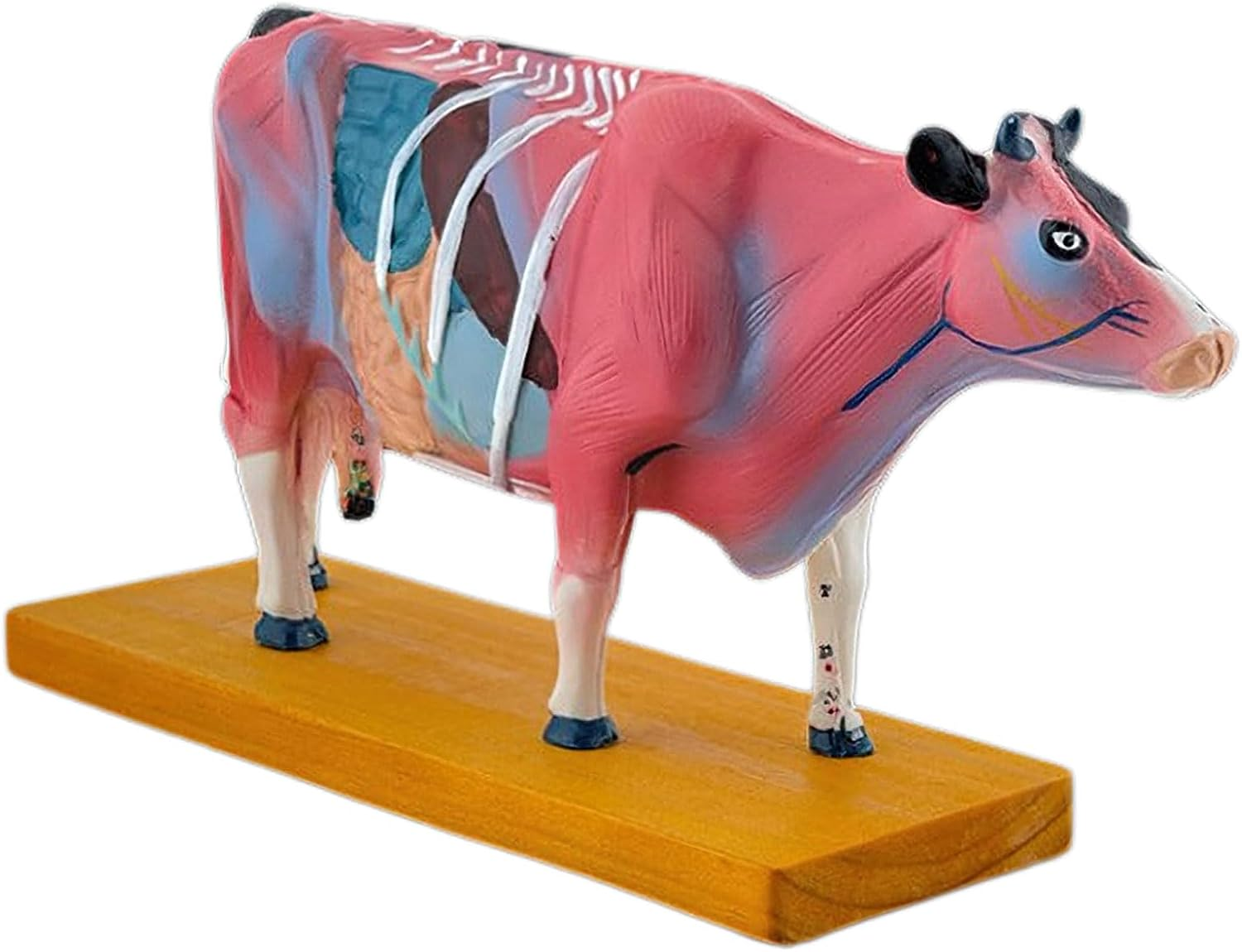 Cow Anatomy Model for and Moxibustion Anatomical Cow Model Animal Anatomical Model for Veterinary Learning Cow Anatomy Model Anatomy Model Animal Anatomy Model Anatomy Model Cow
