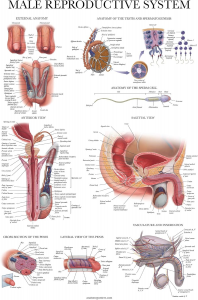 Palace Learning Ligaments of the Joints Anatomical Poster – LAMINATED – Ligament Anatomy Chart