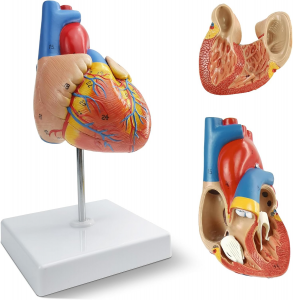 NEW HORIZON Human Heart Model,2-Part Life Size Cardiac Anatomical Model, 48 Accurate Numbered Anatomical Structures with Number Manual, Magnets, Display Base, for Classroom and Cardiology Study