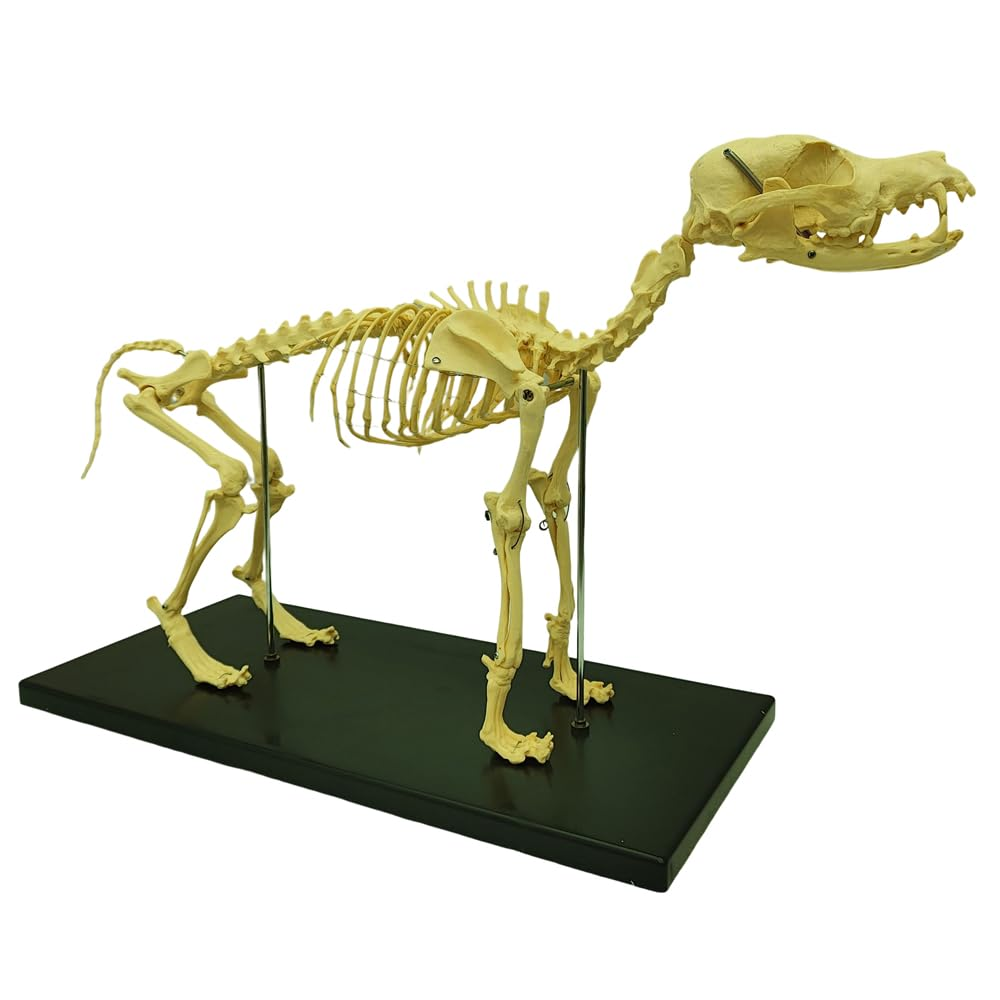 Canine Skeleton Model Standard Size Animal Anatomical Model Medical Canine Dog Skeleton Model with Base