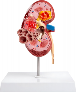 Kidney Model for Teaching with 2 Detachable Parts & Anatomical Position Instructions for Understanding The Structure of The Human Kidney