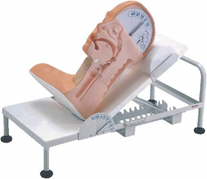 Teaching Model,Manikin Teaching Model – Advanced Swallowing Mechanism Model for Medical Practice Collection Display – Emergency Treatment Method for Patients with Acciden