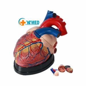 Teaching model 3x enlarged human heart anatomy model Human organ heart research Educational medical model