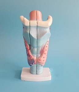 Modelo de estrutura e función de laringe avanzada máis vendido Modelo anatómico de laringe humana 3 veces ampliado