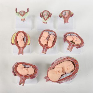 ວິ​ທະ​ຍາ​ສາດ​ການ​ແພດ​ໂຮງ​ຮຽນ​ແລະ​ໂຮງ​ຫມໍ​ການ​ສຶກ​ສາ​ຮູບ​ແບບ​ຊີ​ວະ​ພາບ​ການ​ສອນ​ທາງ​ການ​ແພດ​ຮູບ​ແບບ​ການ​ພັດ​ທະ​ນາ fetal ຂອງ​ມະ​ນຸດ​