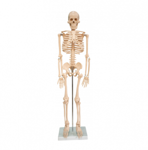 Das menschliche Skelettmodell war 85 cm groß
