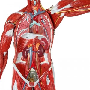 Model humà de múscul humà de 27 parts de 80 cm