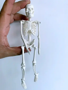 Modellu biologicu PVC Plastic Gift Anatomie 20cm Modellu di scheletru umanu Amovibile Mini mudellu d'osse biancu