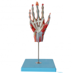शारीरिक हँड मॉडेल शिक्षण उपकरणे मॉडेल मानवी हात स्नायू आणि रक्तवाहिन्या मॉडेल