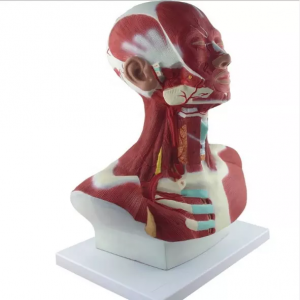 Life-Size Anatomy of Head Face and Neck Muscles and Distribution Model of External Carotid Artery head anatomy