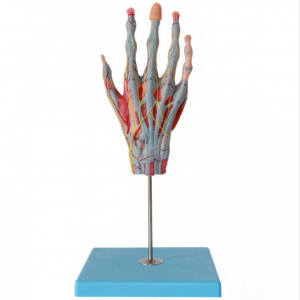 modello anatomico della mano modelli di apparecchiature didattiche modello dei muscoli e dei vasi sanguigni della mano umana