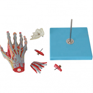 anatomisk hånd model undervisningsudstyr modeller menneskelige hånd muskler og blodkar model