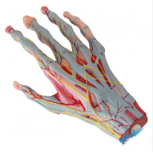 शारीरिक हँड मॉडेल शिक्षण उपकरणे मॉडेल मानवी हात स्नायू आणि रक्तवाहिन्या मॉडेल