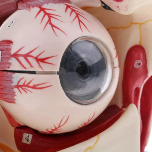 Для медицинского образования Модель человеческого глаза Сенсорная модель Орбитальная модель Анатомия с двойным увеличением