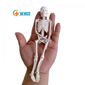 Biologisk model PVC plastik gave anatomi 20 cm menneskeligt skelet model aftagelig mini hvid knogle model