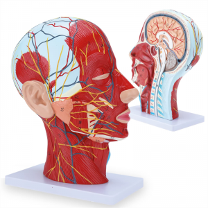 Emberi félfej és nyak anatómiai modellje Felületes neurovaszkuláris modell