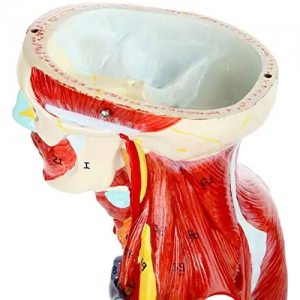 Ciència mèdica Anatomia muscular del cos humà sencer Model educatiu Aprenentatge mèdic El model de múscul humà 27 es pot utilitzar en la pràctica mèdica