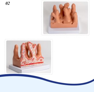 Medical science enteric villi tissue model anatomical section of middle school student physical education instrument model