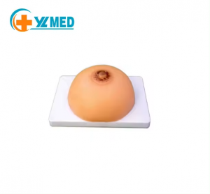 Medical Training Female Lactation Period Lactogenic Breast Model