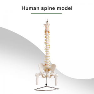 Grande spina naturale cù a pelvis è u mudellu di l'ossu di a mezza gamba