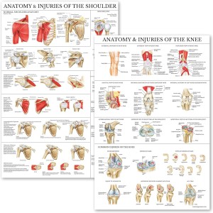 Palace Learning 2 Pack – Anatomy and Injuries of The Knee & Shoulder Poster Set – Anatomical Chart Set – Laminated