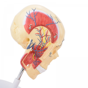 Mudellu anatomicu umanu di l'anatomia maxillo-facciale di i musculi masticatori Masseter temporalis nervu trigeminal