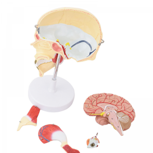 Homa anatomia modelo de la makzelovizaĝa anatomio de masticatoriaj muskoloj Masseter temporalis trigemena nervo