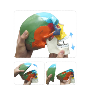 Coloured Skull With Cervical Vertebra Model Human Skull With Cervical Vertebra Model