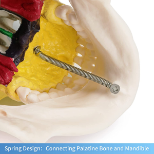 Цветной череп с моделью шейного позвонка Человеческий череп с моделью шейного позвонка