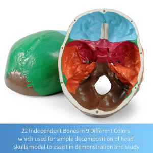 Colored Skull With Cervical Vertebra Model Human Skull With Cervical Vertebra Model