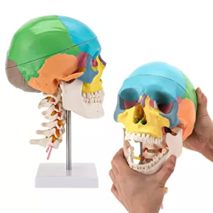 Colored Skull With Cervical Vertebra Model Human Skull With Cervical Vertebra Model
