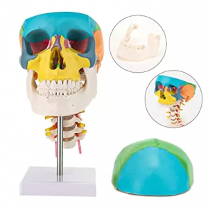 Цветной череп с моделью шейного позвонка Человеческий череп с моделью шейного позвонка