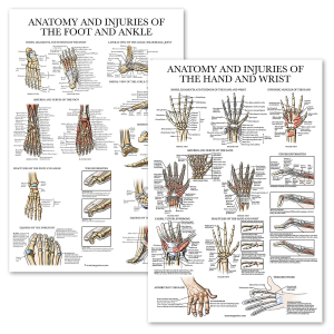 11 Human Anatomy Posters – Medical Posters, Skeletal, Male Female Muscular, Circulatory, Lymphatic, Reproductive, Nervous, Digestive, Endocrine